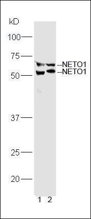 NETO1 antibody