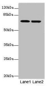 NETO2 Antibody