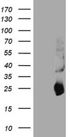 NEU2 Antibody