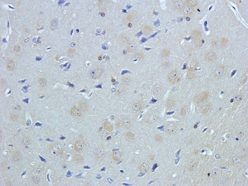 NeuN antibody