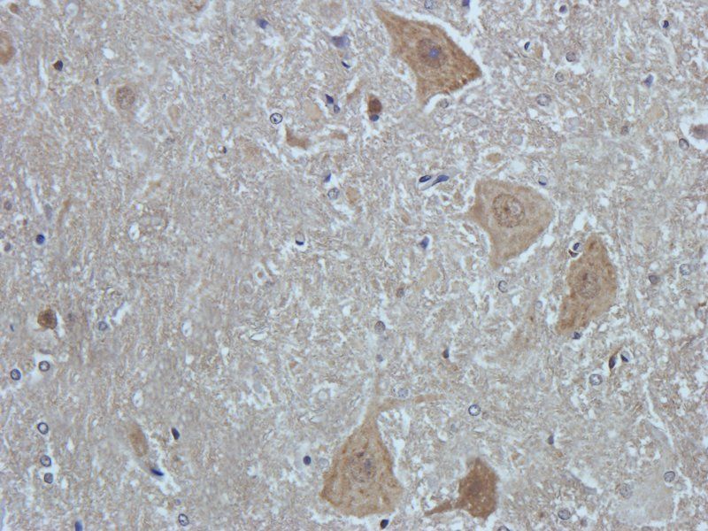 NeuN antibody