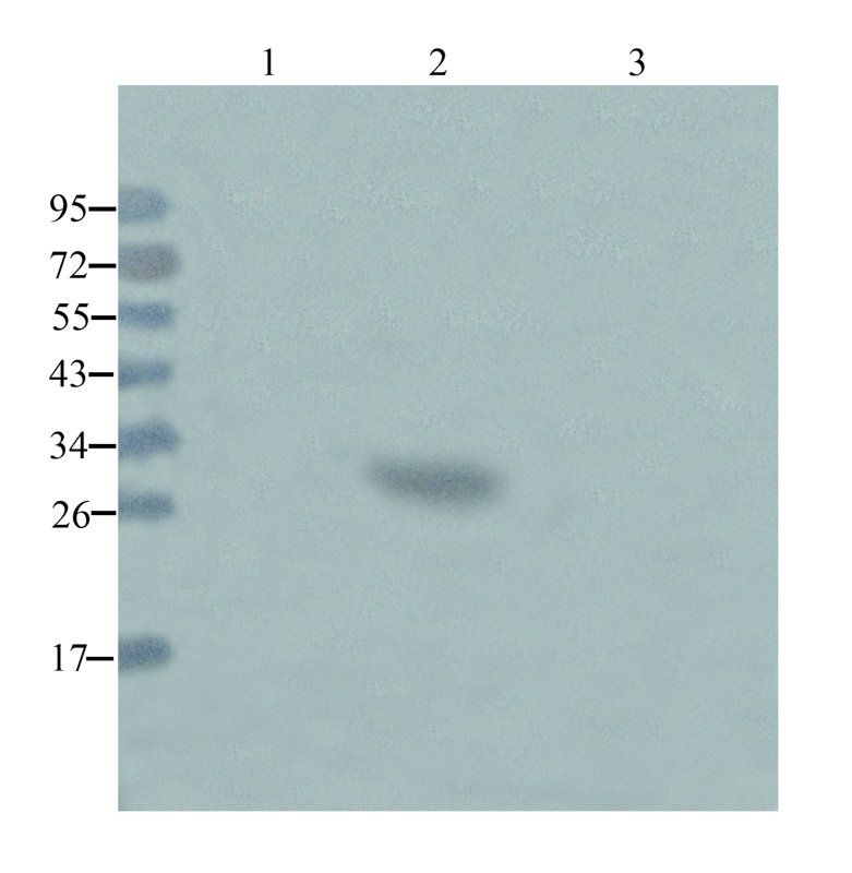 NeuN antibody