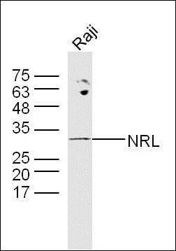 Neural retinal specific leucine zipper antibody
