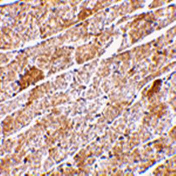 Neuritin Antibody