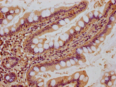 NEURL1B antibody