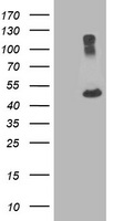 NEUROG1 Antibody