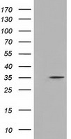 NEUROG1 Antibody