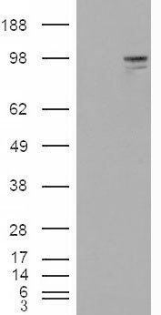 Goat anti-Neuroligin 3 Antibody