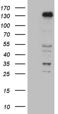 NPY Antibody
