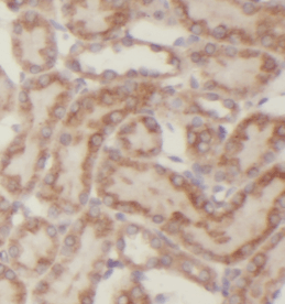 Neuropilin 1 antibody