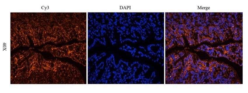 Neuroplastin antibody