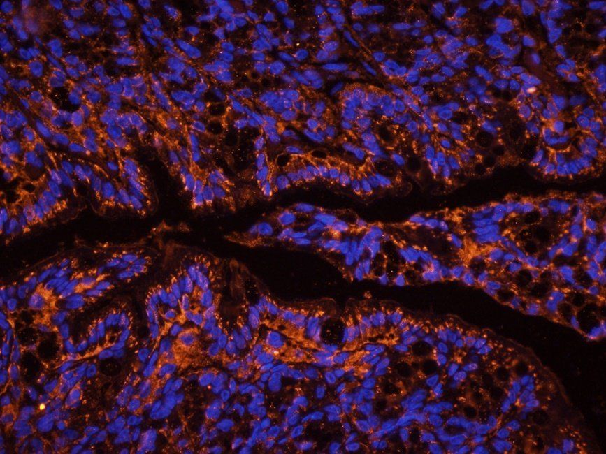 Neuroplastin antibody