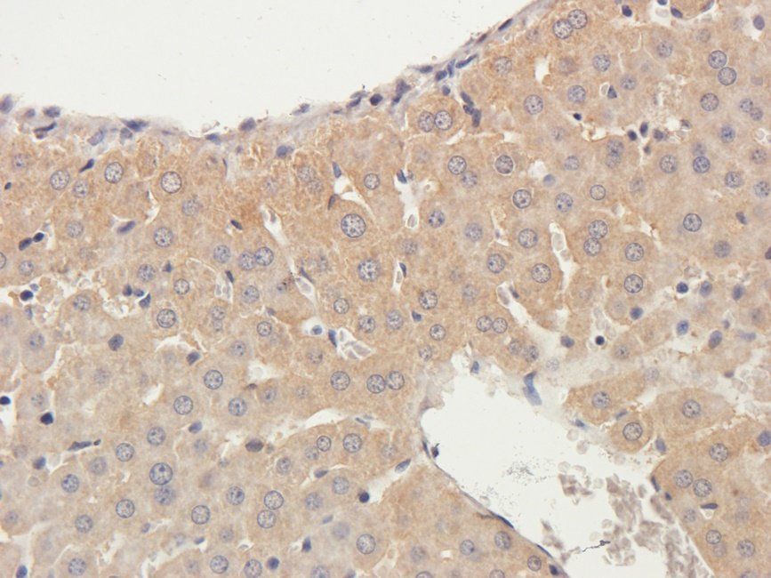 Neuroplastin antibody