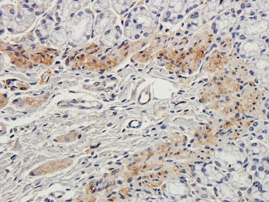 Neuroplastin antibody