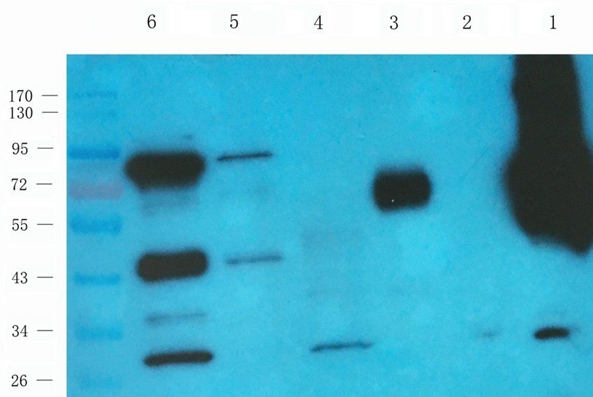 Neuroplastin antibody