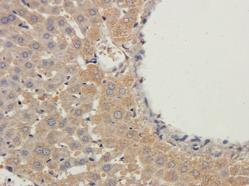 Neuroplastin antibody