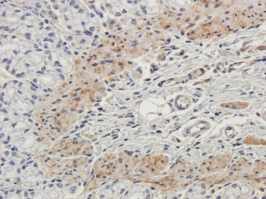 Neuroplastin antibody