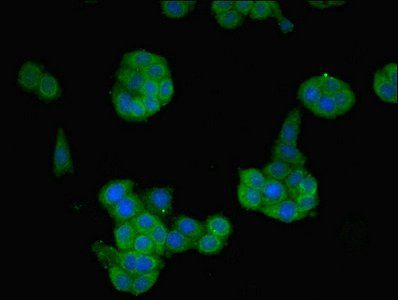 Neurotrophin-4 antibody