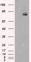 Neurotrophin 4 Antibody