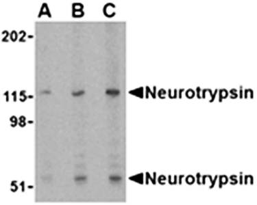 Neurotrypsin Antibody