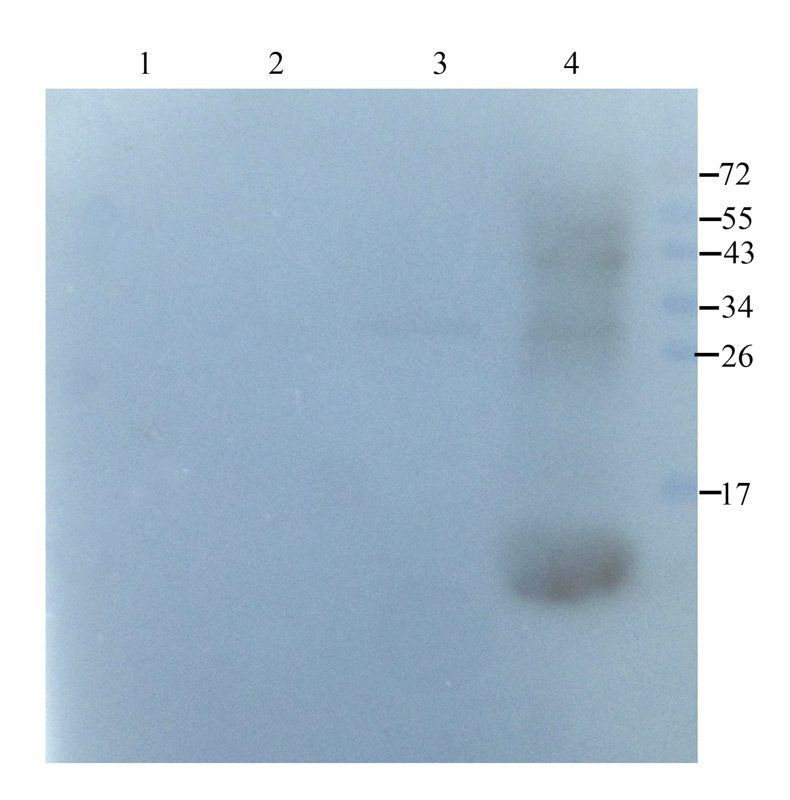 Neutrophil Elastase antibody