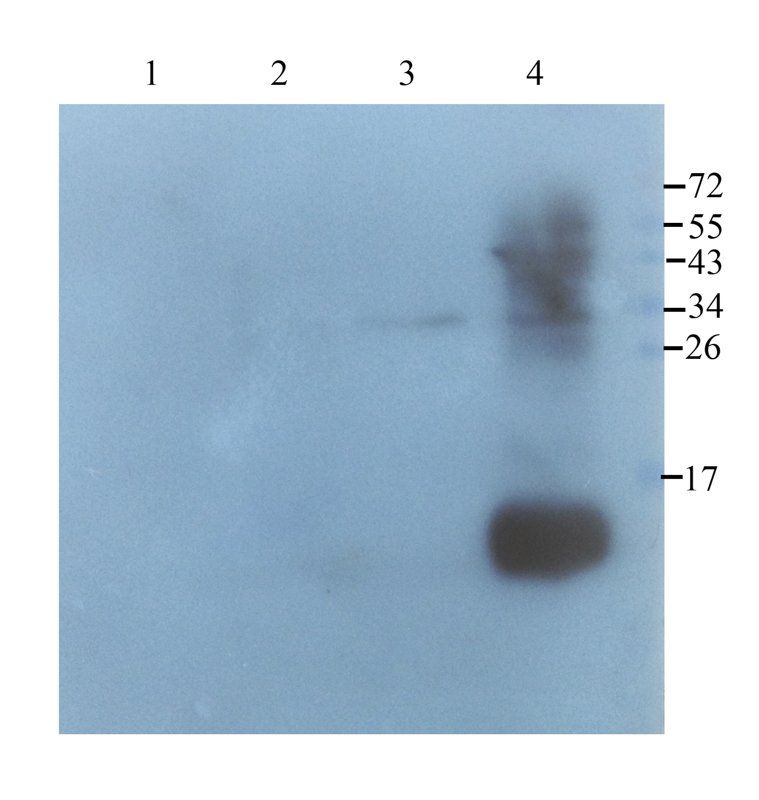 Neutrophil Elastase antibody