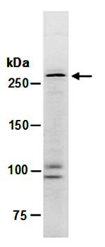 NF1 (C2) Antibody, Rabbit Polyclonal