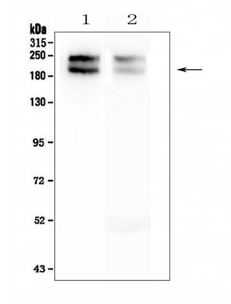 NEFH Antibody (Monoclonal, N52)
