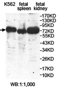 ZNF540 antibody