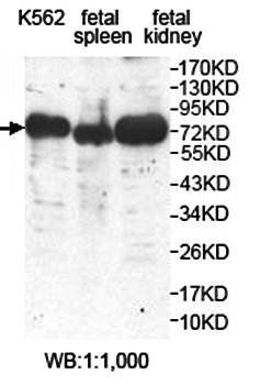 ZNF540 Rabbit Polyclonal Antibody