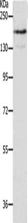 NFASC Antibody