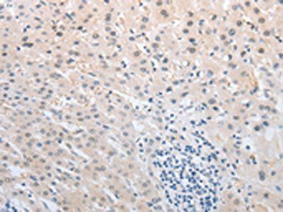 NFAT5 Antibody