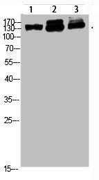 NFAT5 Antibody
