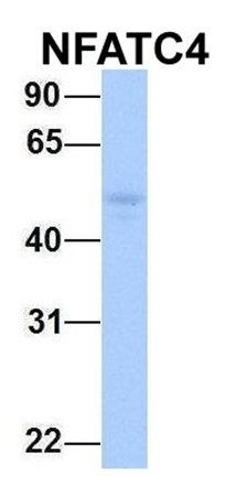 NFATC4 antibody
