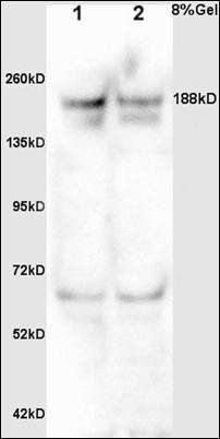NFBD1/MDC1 antibody
