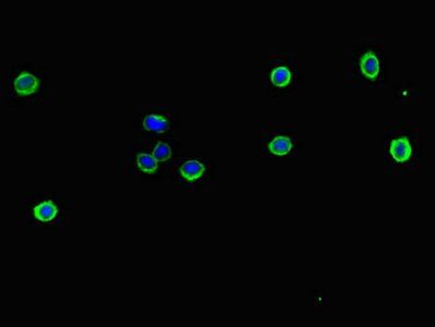 NFE2L1 Antibody