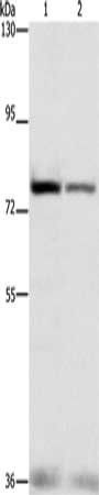 NFE2L1 antibody