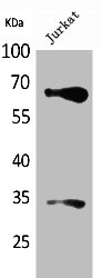 NFE2L2 Antibody