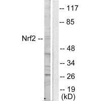 NFE2L2 Antibody