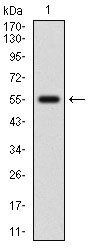 NFE2L2 Antibody