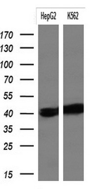 NEFH Antibody