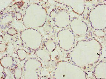 NFIL3 antibody