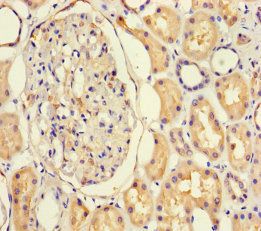 NFIX Antibody