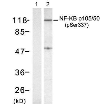 NFκB-p105/p50(Phospho-Ser337) Antibody