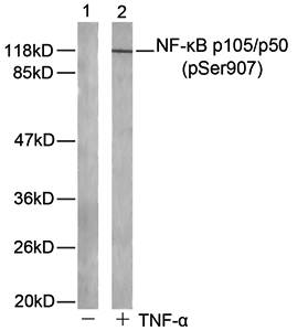 NFκB-p105/p50(Phospho-Ser907) Antibody