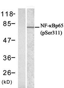 NFκB-p65((phospho-Ser311) Antibody