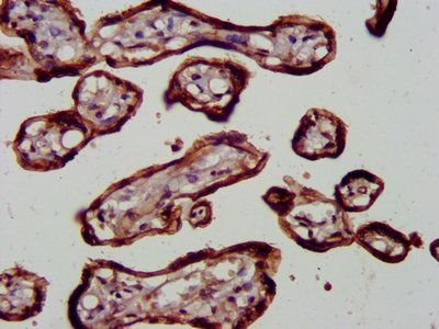 RELA Antibody
