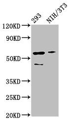 NFkB p65 antibody