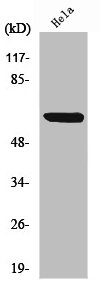 RELA Antibody