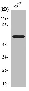 RELA Antibody